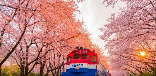 3 Negara yang Kerap Diincar untuk Menikmati Cherry Blossom