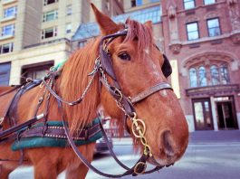 Mulai 2021, Tidak Ada Lagi Kereta Kuda di Chicago