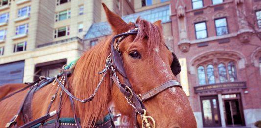 Mulai 2021, Tidak Ada Lagi Kereta Kuda di Chicago