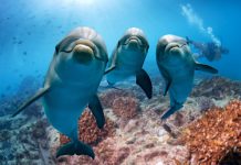 Yuk, Ajak Anak Belajar Dunia Bawah Laut Agar Tak Bosan #DiRumahAja