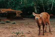 Melalui #KitaCintaSatwa, Taman Safari Indonesia Ajak Masyarakat Bantu Satwa