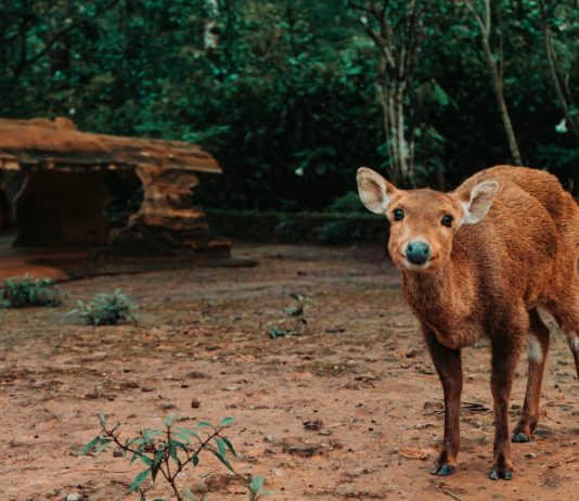 Melalui #KitaCintaSatwa, Taman Safari Indonesia Ajak Masyarakat Bantu Satwa