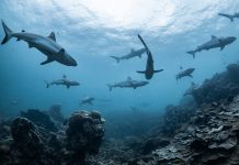 Luncurkan Situs Baru, WWF-Indonesia Ajak Masyarakat Stop Konsumsi Hiu