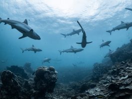 Luncurkan Situs Baru, WWF-Indonesia Ajak Masyarakat Stop Konsumsi Hiu