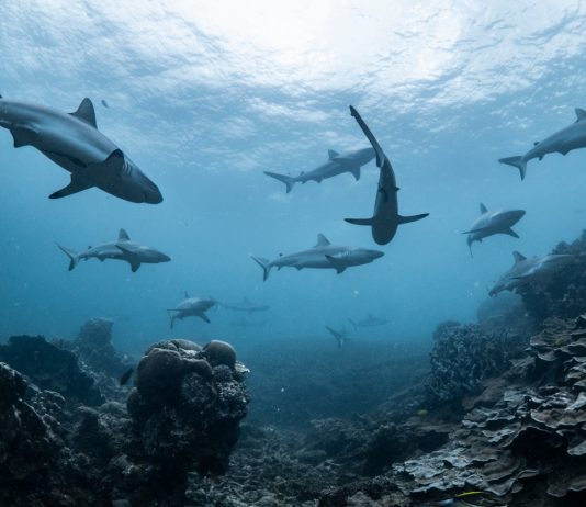 Luncurkan Situs Baru, WWF-Indonesia Ajak Masyarakat Stop Konsumsi Hiu