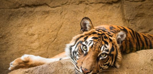 Yuk, Bantu Donasi untuk Pakan Satwa di Kebun Binatang se-Indonesia!