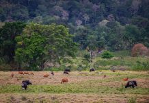 Sambut Normal Baru, Yuk Jelajah 7 Spot Favorit di Alas Purwo!