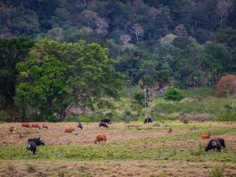 Sambut Normal Baru, Yuk Jelajah 7 Spot Favorit di Alas Purwo!