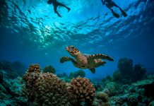 Liburan Penuh Kesan dengan Petualangan Akuatik Berbasis Konservasi