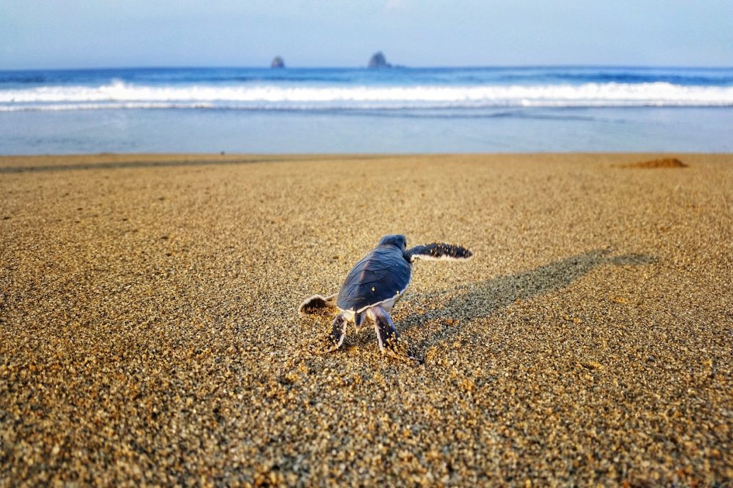 Uniknya Pantai-pantai di Banyuwangi yang Berombak Dahsyat - Where Your