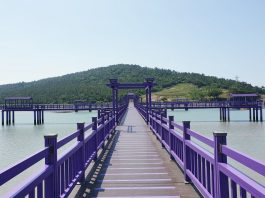 10 Jam dari Seoul, Ada Pulau Serba Ungu yang Fotogenik