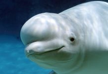 Liburan #DiRumahAja? Yuk Tonton Siaran Langsung Migrasi Ribuan Paus Beluga