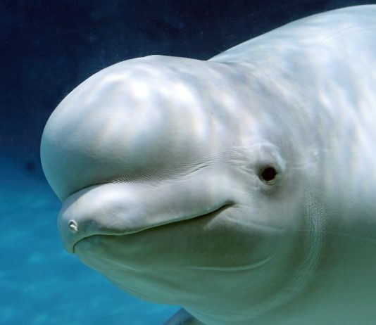 Liburan #DiRumahAja? Yuk Tonton Siaran Langsung Migrasi Ribuan Paus Beluga