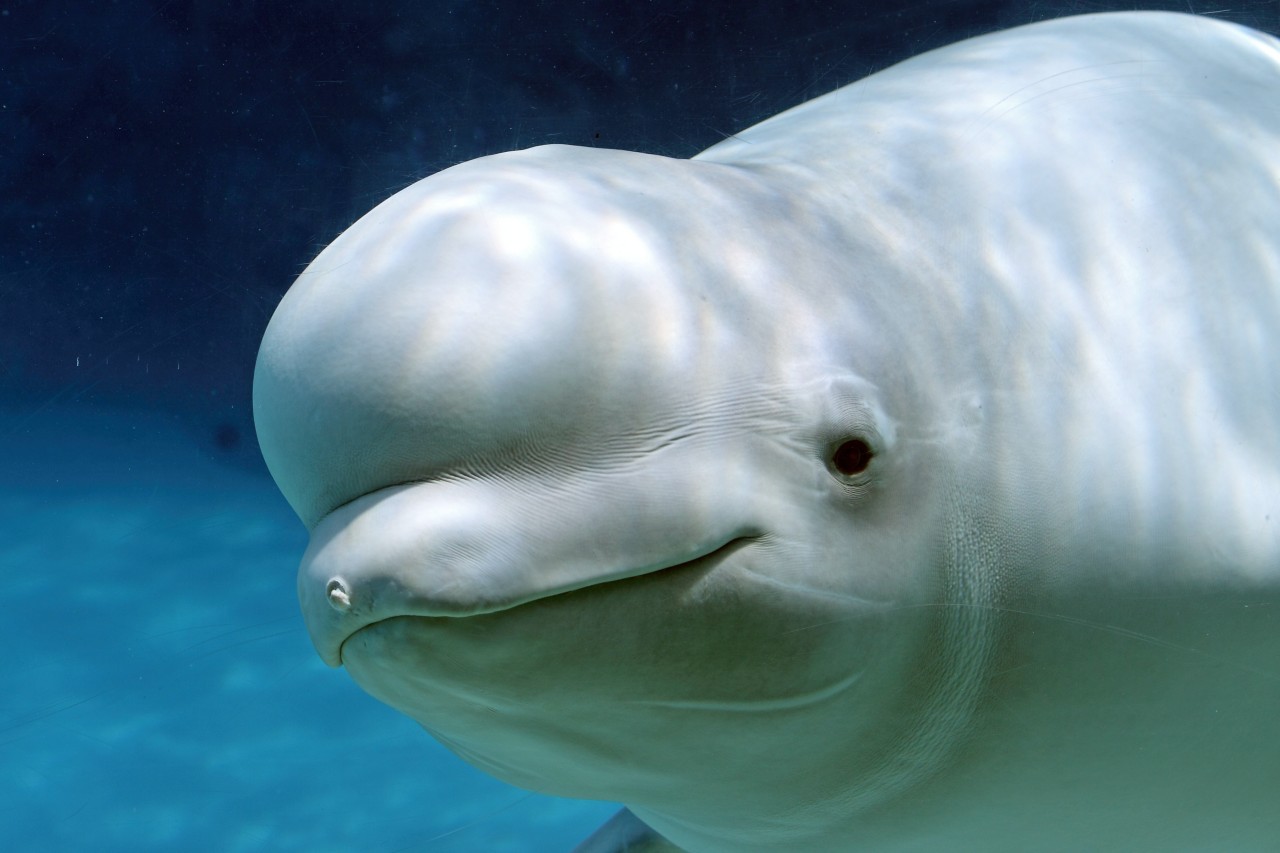 Paus Beluga: Hewan Laut yang Menakjubkan - Contoh Soal dan Jawaban