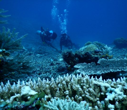 5 Situs Menyelam Favorit di Tanjung Bira