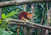 Tak Cuma di Australia, Kanguru Juga Ada di Taman Nasional Wasur
