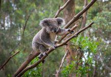 Populasi Koala Terancam Punah 30 Tahun Lagi