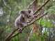 Populasi Koala Terancam Punah 30 Tahun Lagi