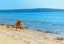 Bosan ke Kuta? Yuk Liburan ke Taman Nasional Bali Barat!