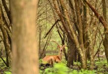 Mulai Hari Ini, Taman Nasional Baluran Dibuka Kembali