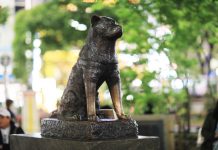 Hachiko Ditunjuk Jadi Wali Kota Virtual Shibuya
