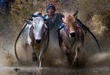 8 Tip Memotret Perayaan Budaya