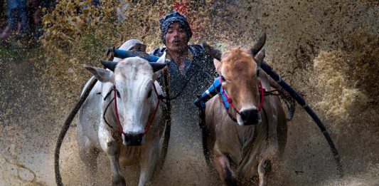 8 Tip Memotret Perayaan Budaya