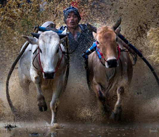 8 Tip Memotret Perayaan Budaya