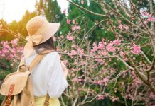 Menanti Mekarnya Sakura di Kebun Raya Cibodas
