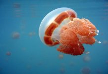 Seru! Berenang Bersama Ubur-ubur di Danau Mariona