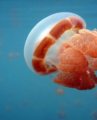 Seru! Berenang Bersama Ubur-ubur di Danau Mariona