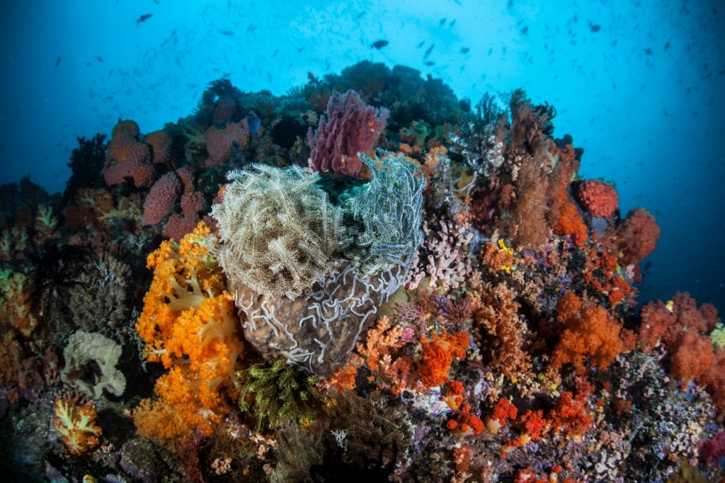 3 Spot Diving Terbaik di Pulau Bangka, Sulawesi Utara - Where Your