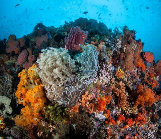 3 Spot Diving Terbaik di Pulau Bangka, Sulawesi Utara