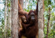 Mengenal Camp Leakey, Pusat Rehabilitasi Orangutan Terbesar di TN Tanjung Puting
