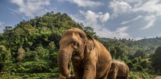 7 Cara Mengenali Suaka Gajah yang Etis