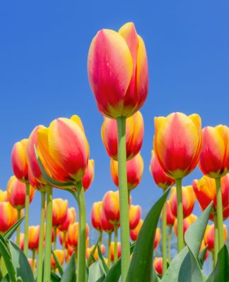Tak Kalah dengan Belanda, Jepang Juga Punya Taman Tulip di Tonami