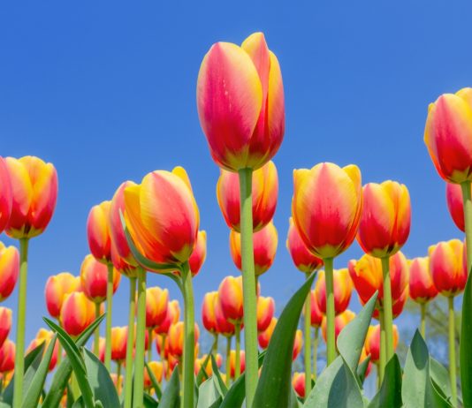 Tak Kalah dengan Belanda, Jepang Juga Punya Taman Tulip di Tonami