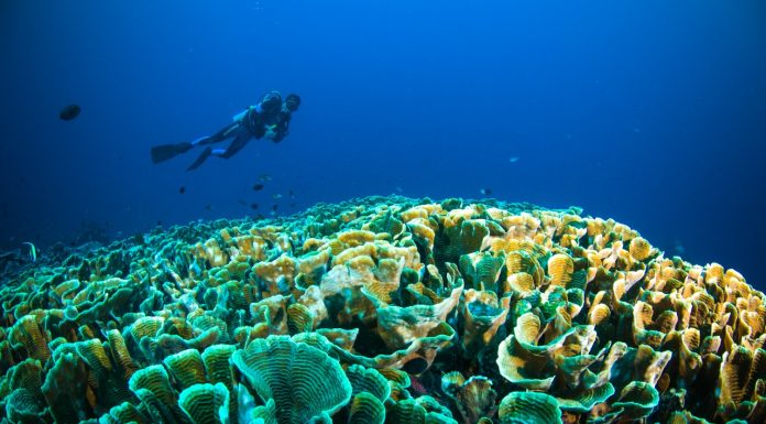 6 Situs Menyelam Favorit di Taman Nasional Bunaken