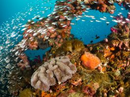 Akibat Perubahan Iklim, Separuh Terumbu Karang di Great Barrier Reef Hilang
