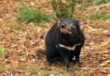 Setelah 3.000 Tahun, Tasmanian Devil Berkeliaran Kembali di Daratan Australia