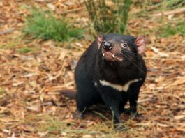 Setelah 3.000 Tahun, Tasmanian Devil Berkeliaran Kembali di Daratan Australia