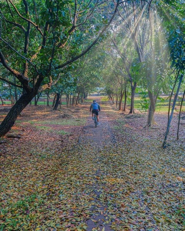 Serunya Gowes Menerobos Hutan Pinus Di Buperta, Cibubur - Where Your ...