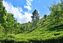 Serunya Gowes Sepeda di Perkebunan Teh Sirah Kencong, Blitar