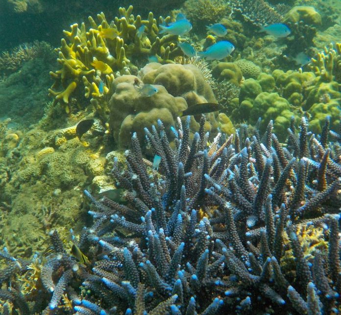 Pantai Teluk Biru, Surga Tersembunyi di Banyuwangi untuk ...
