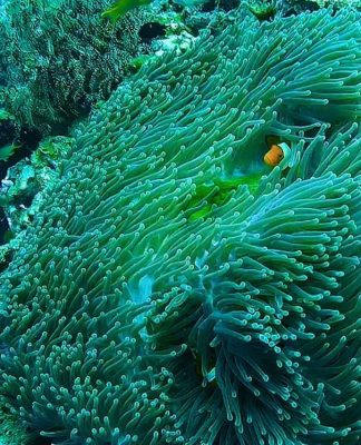 Snorkeling Menengok Eksotisme Kapal Karam Jepang di Pantai Lipah