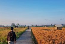 Joging di Tengah Hamparan Sawah Desa Budaya Kertalangu
