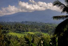 Mendaki Puncak Gunung Batukaru, Lewati Hutan Belantara