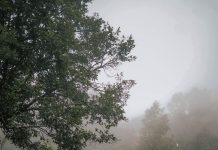 Jungle Milk, Destinasi Camping Privat Dekat Gunung Tangkuban Parahu