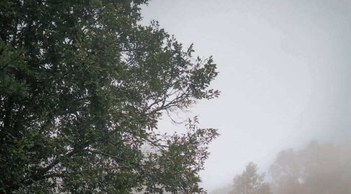 Jungle Milk, Destinasi Camping Privat Dekat Gunung Tangkuban Parahu