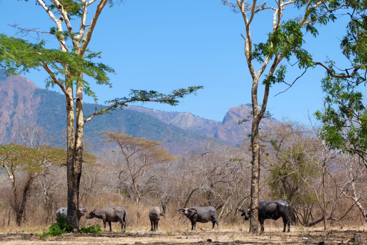 Serunya Gowes Menjelajah Baluran Serasa Safari di Afrika  